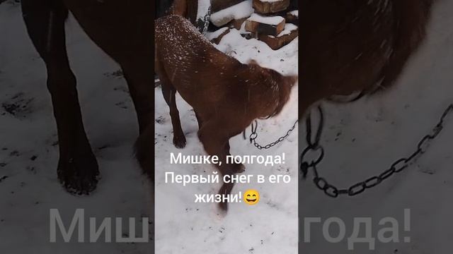 Мишкин первый снег!😀♥️