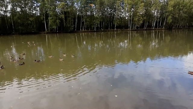 Безмятежное плавание уток