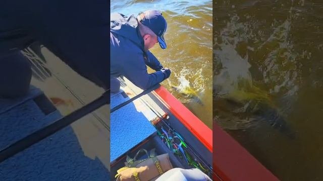 Поймал - отпусти!