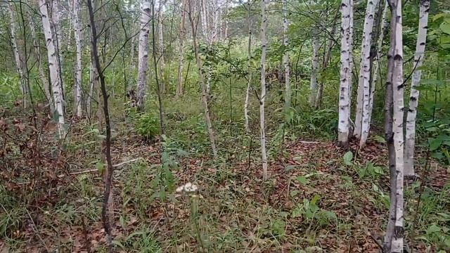 Алабаевка. Извините что пропали.