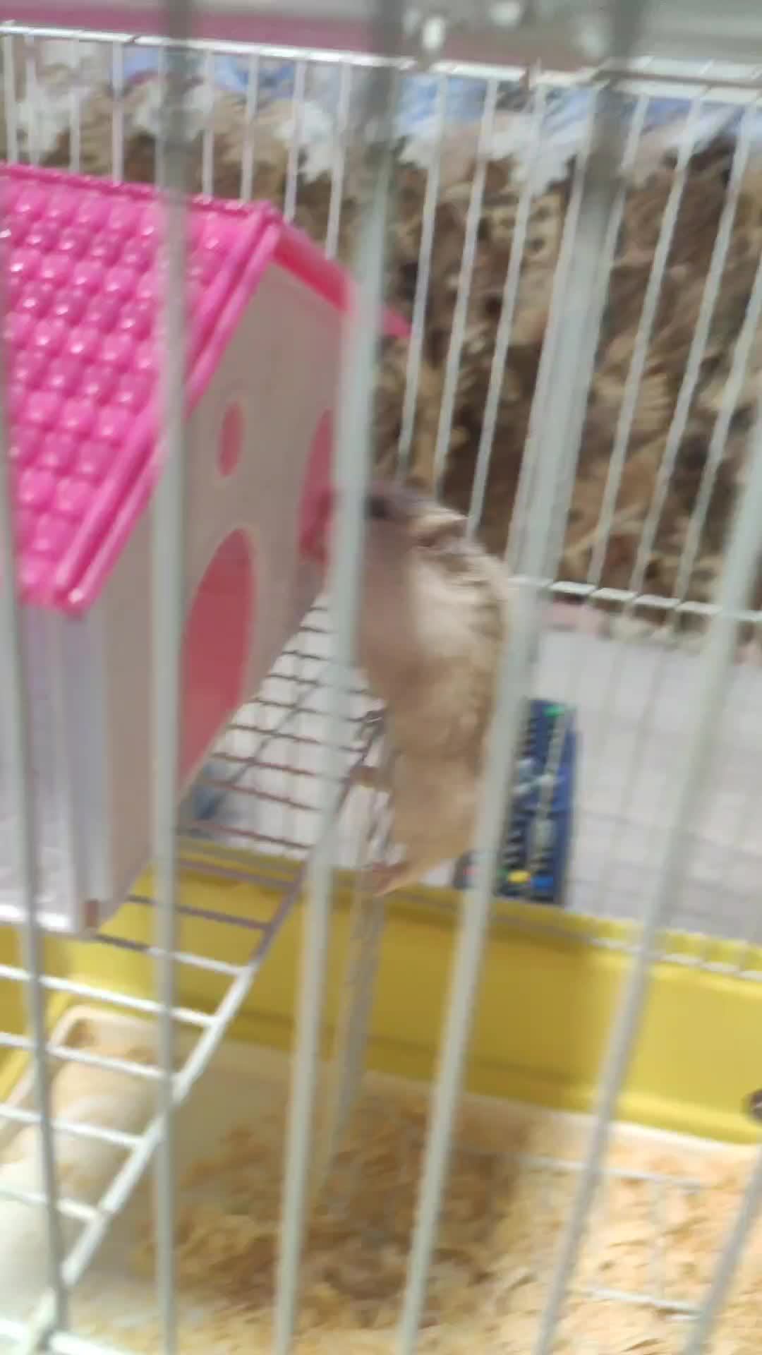 хомяк