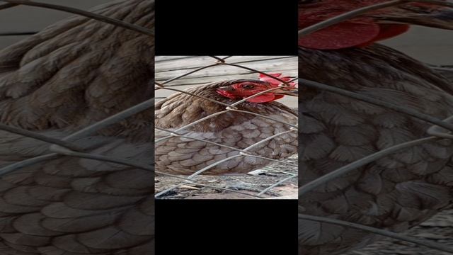 синдром хорошей девочки. закрытый чат.