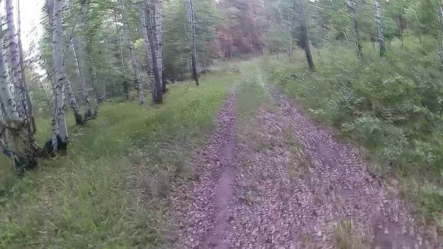 Сделал новый мангал. Сходили в лес за грибами