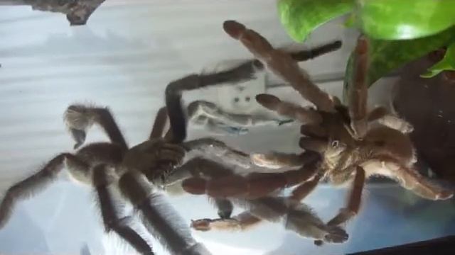 Psalmopoeus cambridgei mating.avi