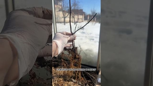 Самарская Лидия саженцы ОКС. ПОДГОТОВКА К ОТПРАВКЕ