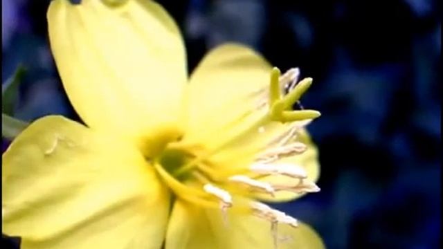 МЕДИТАЦИЯ. ЦВЕТОК. МАНИПУРА ЖИЗНИ