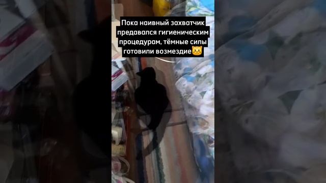 ПриключениеюяПочтиКорги: Когда собака думает, что она главная... 🐶👑