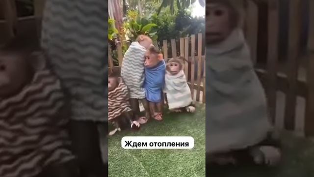 Ждём атапления