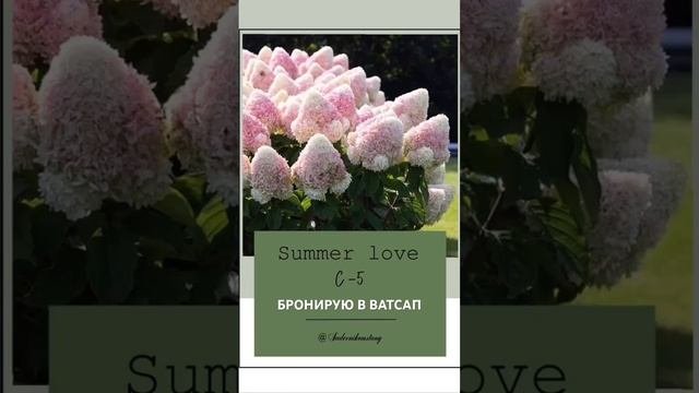 SUMMER LOVE  метельчатая гортензия. (Описание)