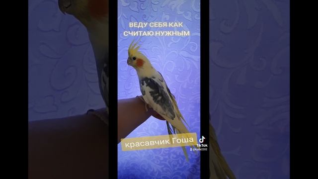 Гошка ❤ 🦜 попугай корелла любимые_питомцы