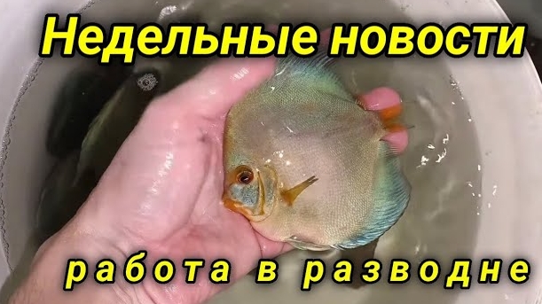 Недельные новости разводни