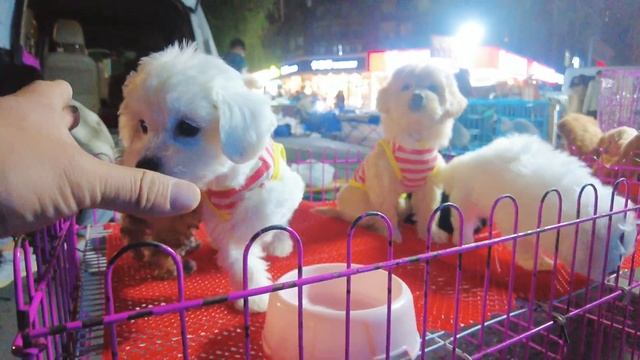 2024 Chó Phốc Sóc Mini 😍 Funny and Cute Pomeranian 😺🐶 | cute animals515