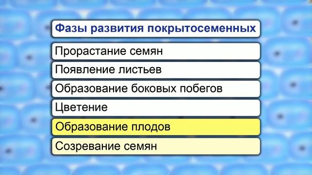 08. Растительный организм как единое целое