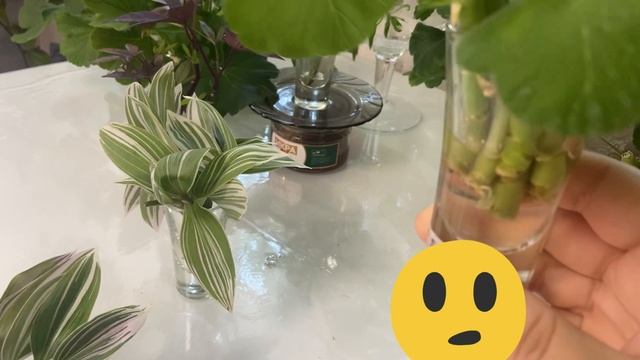 Подготавливаю пеларгонию (герань) к зиме.