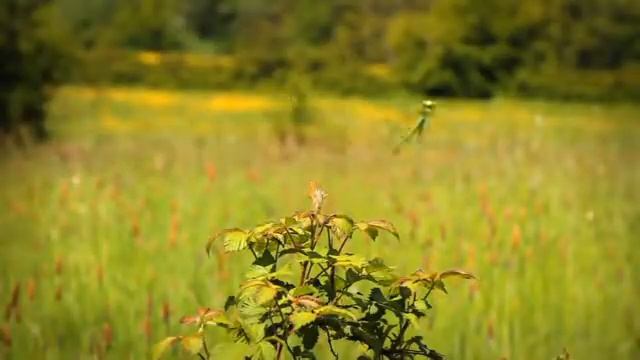 The grasshoper who didn't know how to leap-Кузнечик, который не знал, как прыгать (360p)