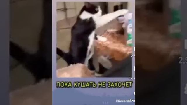 ПоЗоВи КоТа С сОбОй😡😡😡