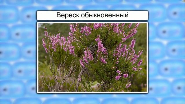 05. Испарение воды листьями. Листопад