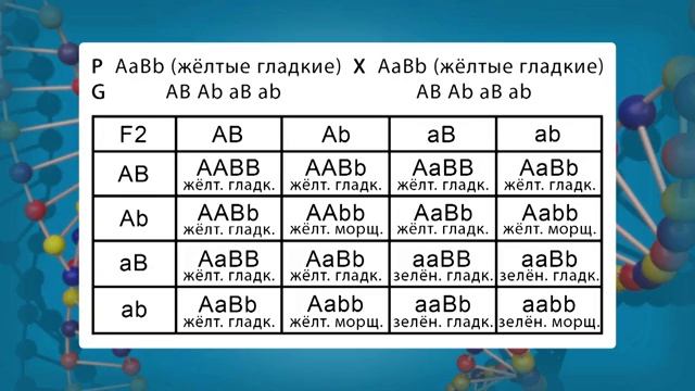 03. Дигибридное скрещивание