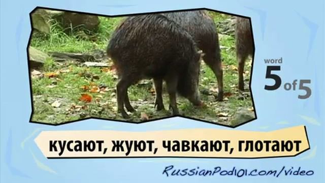 Learn Russian with Video - Jungle Animals