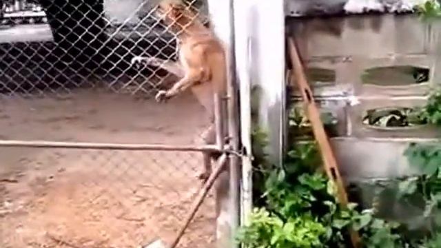 Собака лезет по рабице.