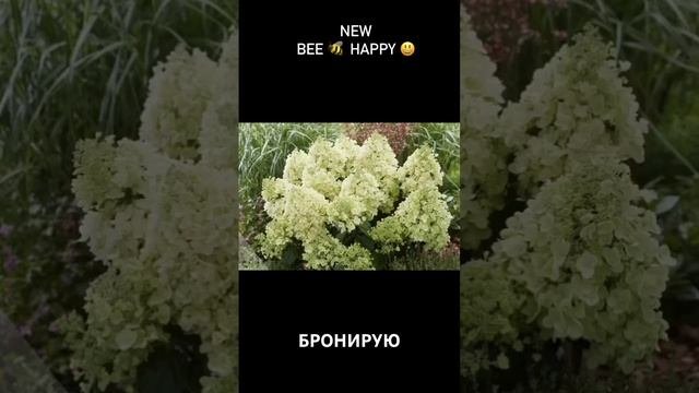Ароматная новинка метельчатая гортензия Bee Happy.