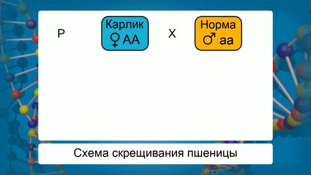 04. Решение генетических задач на моногибридное скрещивание