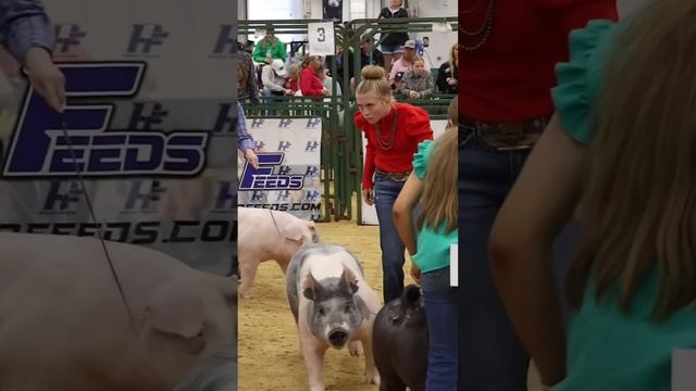 Karis and Ice Man in Hog showmanship at The Exposition! #showpigs #livestock