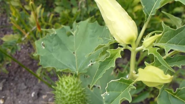 Thorn-apple - Datura stramonium - Tindaepli - Trompetblóm - Englalúður - Náttskuggaætt - Eiturjurt