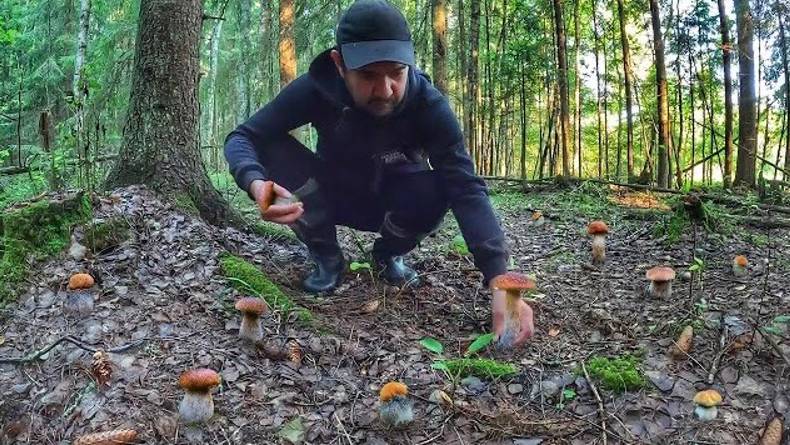 СУПЕР ГРИБАЛКА С ФАНТАСТИЧЕСКИМИ НАХОДКАМИ ИЗ БЛАГОРОДНЫХ ГРИБОВ | ГРИБЫ, КАК ИЗ МУЛЬТФИЛЬМА 2022