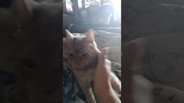 scene_output.mp4