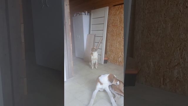 "Ну, почему гуляешь не со мной?" Собачья народная))