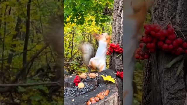 Срочно, срочно... запасаемся на зиму #скорозима