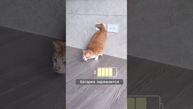 Зарядка для кота