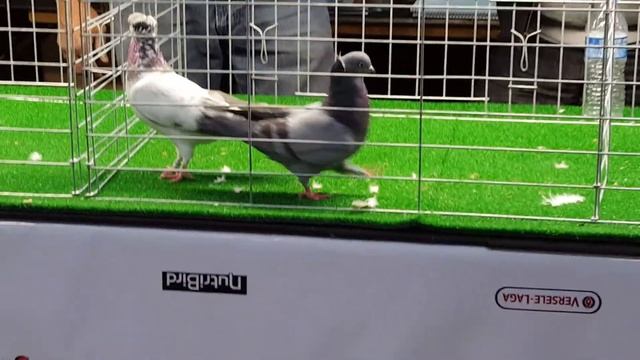 Pigeon Show Big Apple Classic Tippler Caps Part 2 Going For Champion 😎