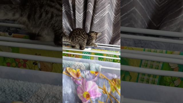 помощник в семье