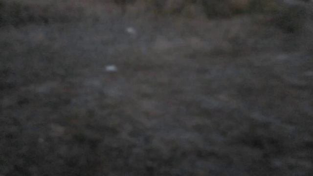 Рыбалка на налима, сбил зайца накормил лисенка...