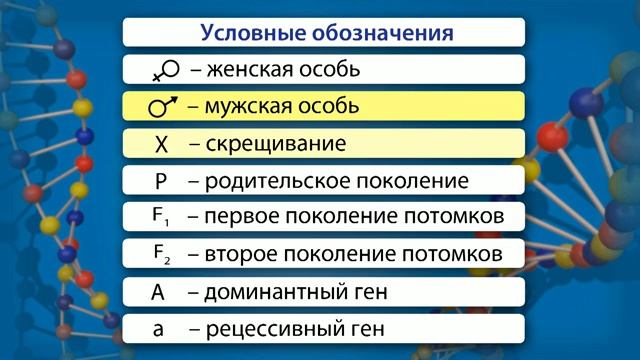 03. Закон чистоты гамет