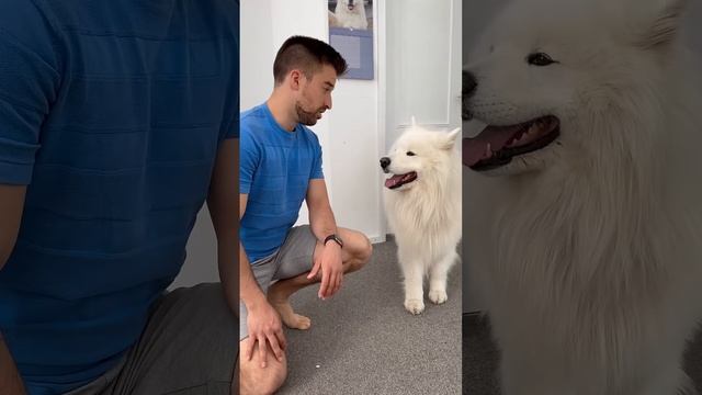 Bye bye mom 👋 #fun #comedy #dog #dogparents #samoyed