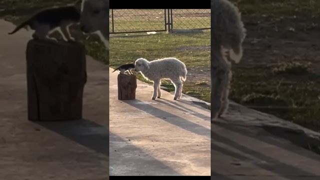 Котенку понравилось играть с ушком, а барашек и не против.