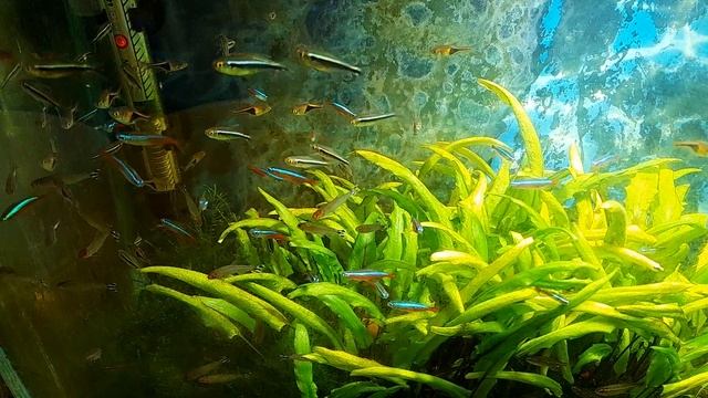 Завоз рыбок, растений и другой живности.  Для клиентов и не только!