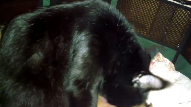 Кошечка Лора, окрас черный солид, кормит котят.