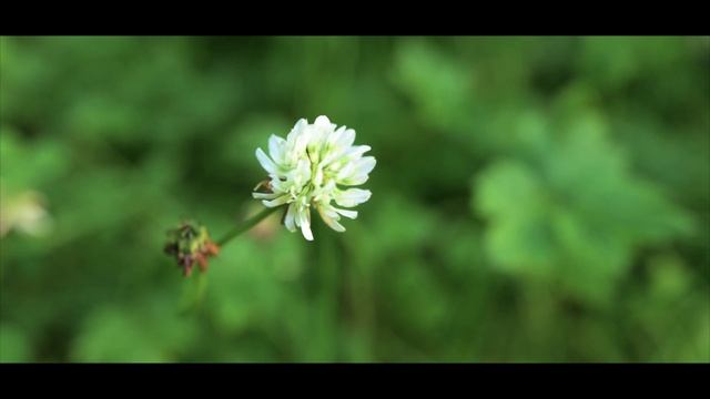 Казачья ЛЕОН (Алексей Леонов)