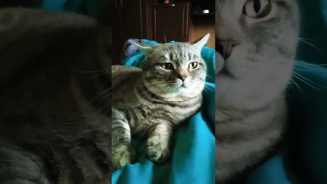 Самый волшебный день.кот Сеня#shorts_video #cat #котики