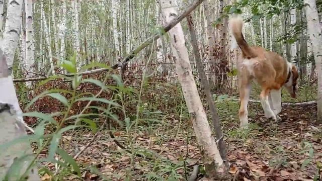 Алабаевка. Новости. Туркменский волкодав, первые впечатления.