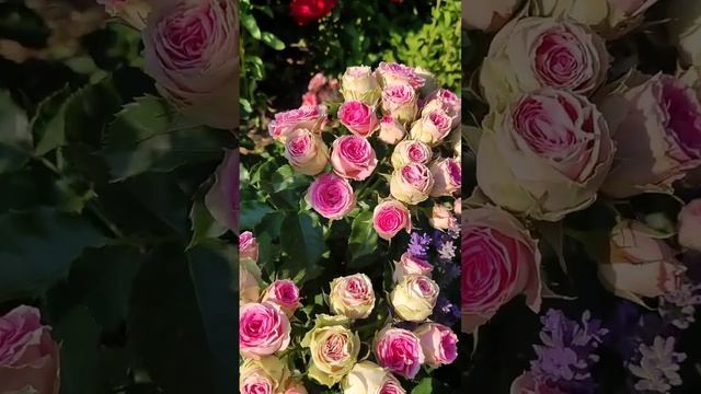 Летнее цветение роз