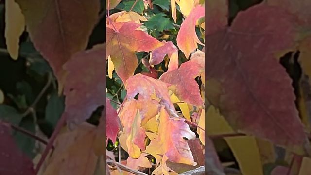 VID_20241012_073112.mp4