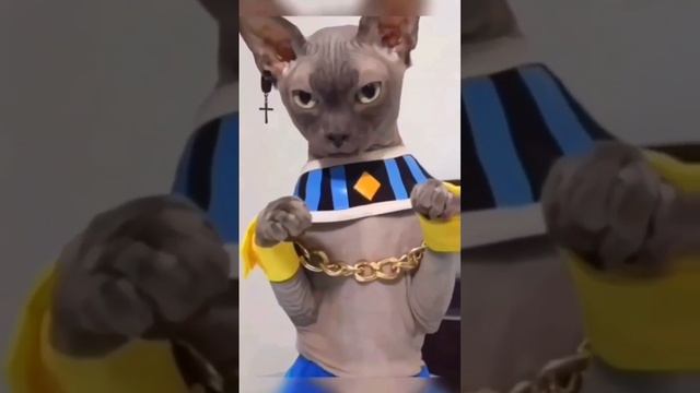 Кто ты, воин?😻