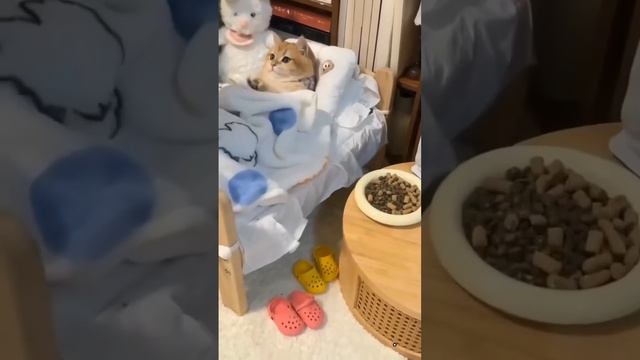 Отдых 🐈