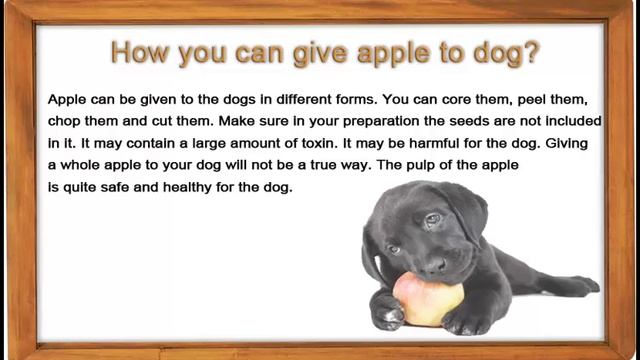 Can Dogs eat apple -3 reasons