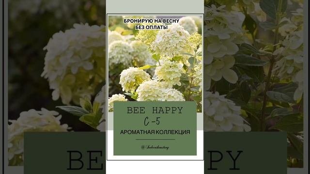 BEE HAPPY (БИ ХАППИ) новинка  низкорослой. Подходит для балкона и лоджии
